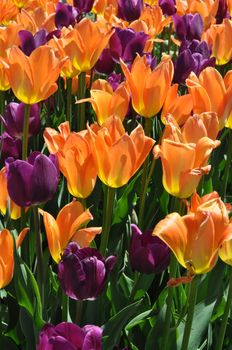 Colorful Tulips