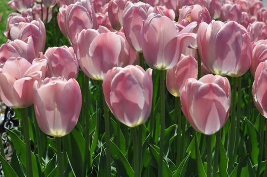 Colorful Tulips