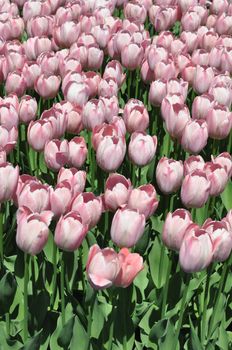 Colorful Tulips