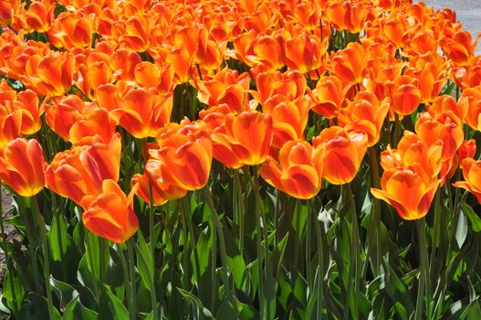 Colorful Tulips