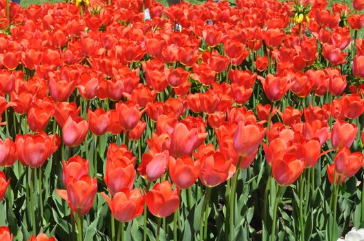 Colorful Tulips