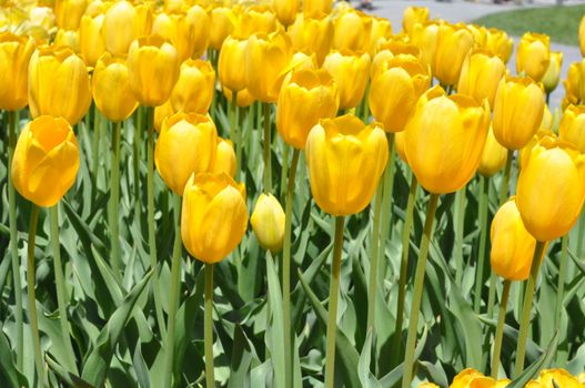 Colorful Tulips