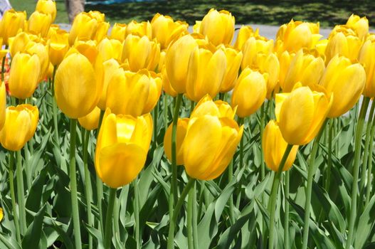 Colorful Tulips