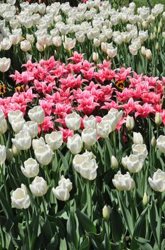 Colorful Tulips