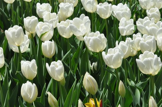 Colorful Tulips