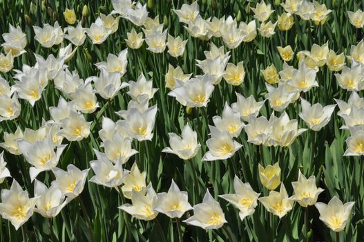 Colorful Tulips