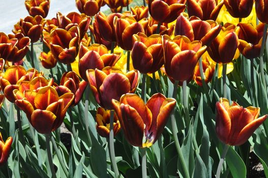 Colorful Tulips