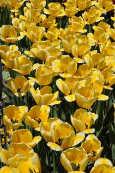 Colorful Tulips