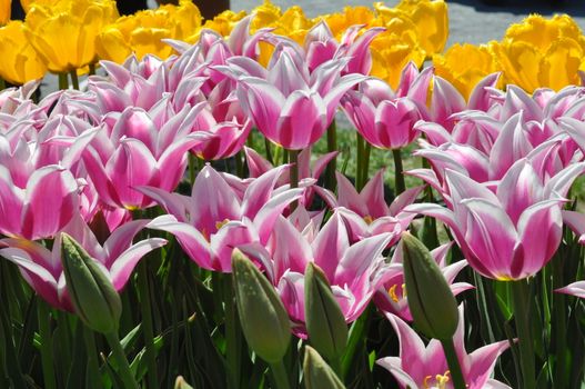 Colorful Tulips