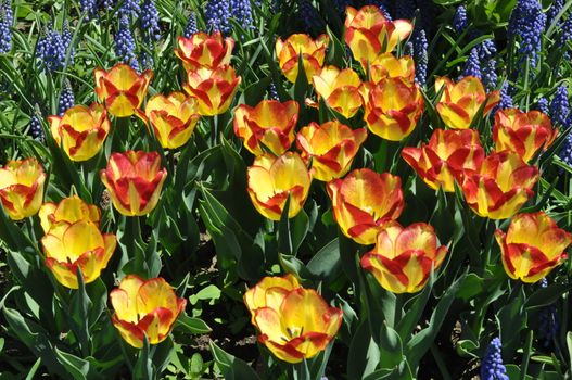 Colorful Tulips