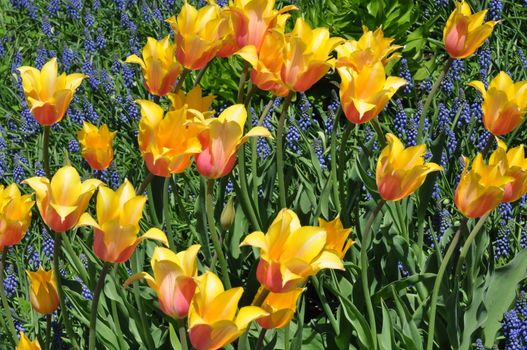 Colorful Tulips