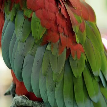 closeup of the beautiful macaw parrot feather   