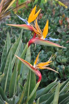 Bird of Paradise Flower