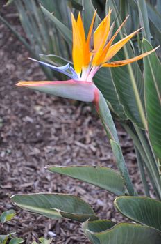 Bird of Paradise Flower