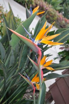 Bird of Paradise Flower