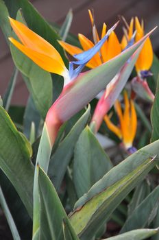 Bird of Paradise Flower