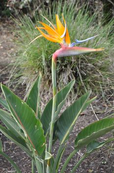 Bird of Paradise Flower