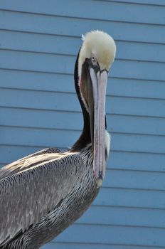 Pelican in Oceanside, California