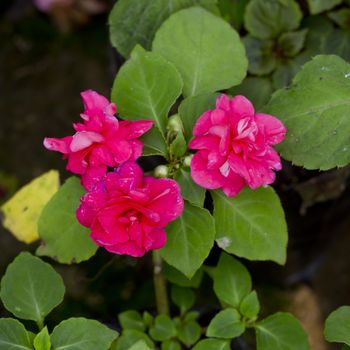 Pink flower  in a flower pot