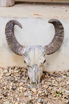 head skull of bull