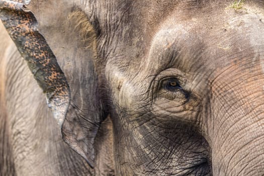 Close up view of elephant face
