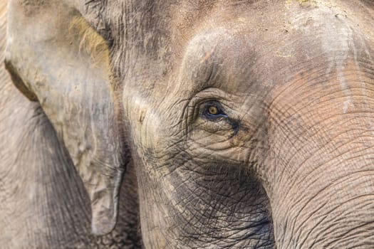 Close up view of elephant face