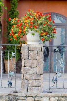 Flowerpots and house plants on the balcony