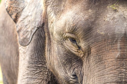 Close up view of elephant face