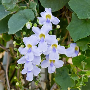 white flowers.