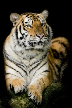 Bengal tiger