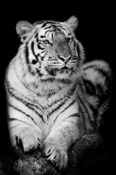 Bengal tiger