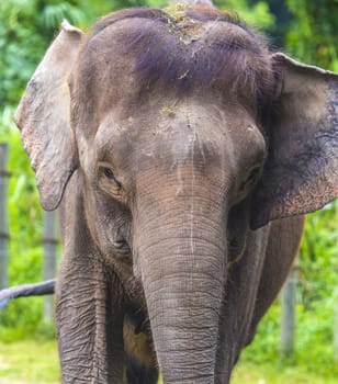 Close up view of elephant face