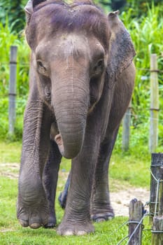 Close up view of elephant face