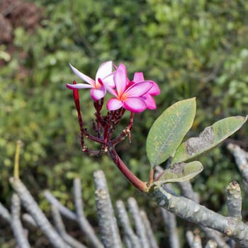 Frangipani tropical flowers, Plumeria flowers fresh