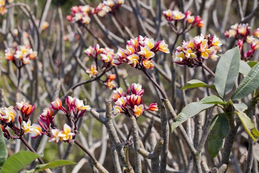 Frangipani tropical flowers, Plumeria flowers fresh