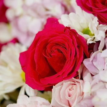 Colorful fower background - natural texture of love - Red and Pink Roses