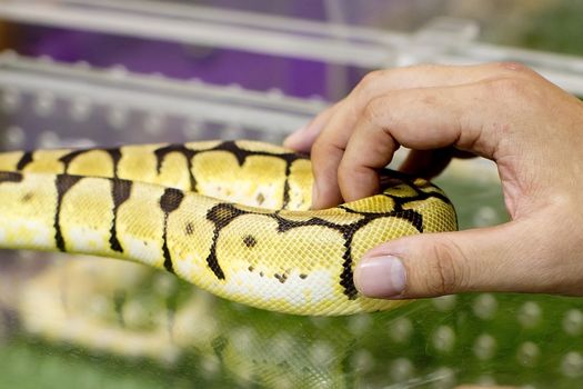 Hands Holding gold boa