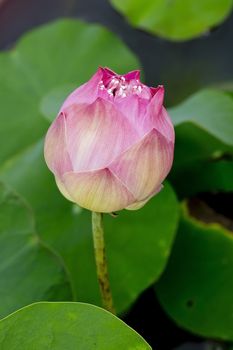 Blossom pink lotus flower