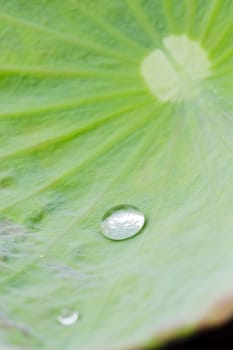 water drop on lotus leaf