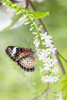 Butterfly feeding on a flowers, swarm flowers