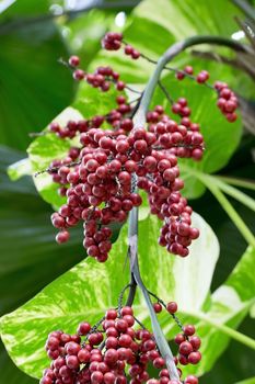 fresh red fruit bunch on a tree