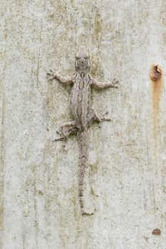 lizard on wall
