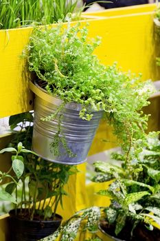 Green tree hanging basket against a yellow building