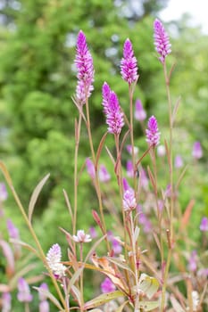 summer flower garden