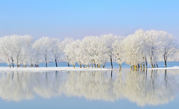 Frosty winter trees near Danube river