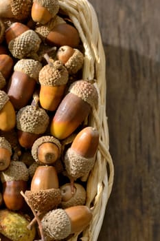 Collection of oak acorns in straw basket