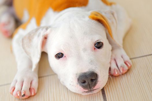  American Staffordshire Terrier dog