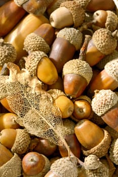 details of ripe acorns and leaf