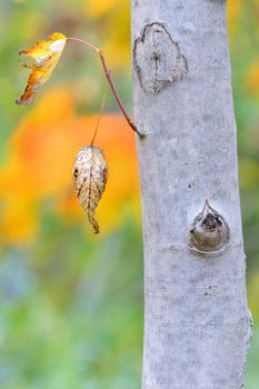 leaves and colors of autumn tree in forest
