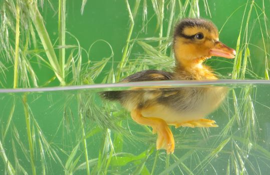 seven days old duckling swimming in aquarium